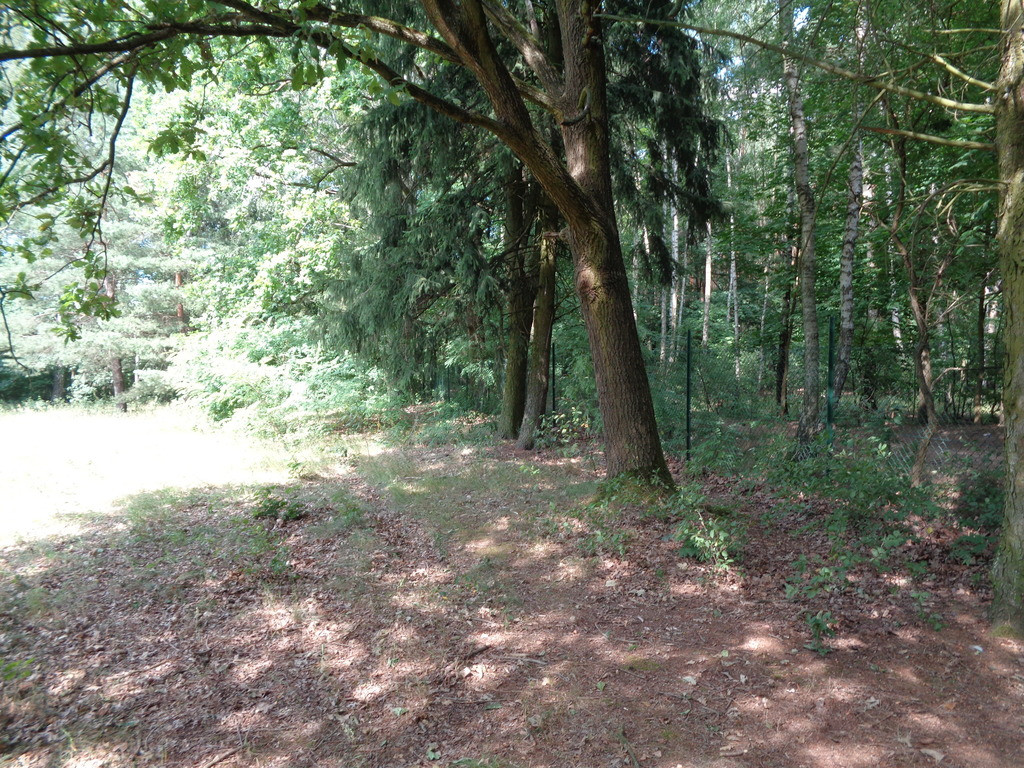 Działka Sprzedaż Wiktorów Rybno