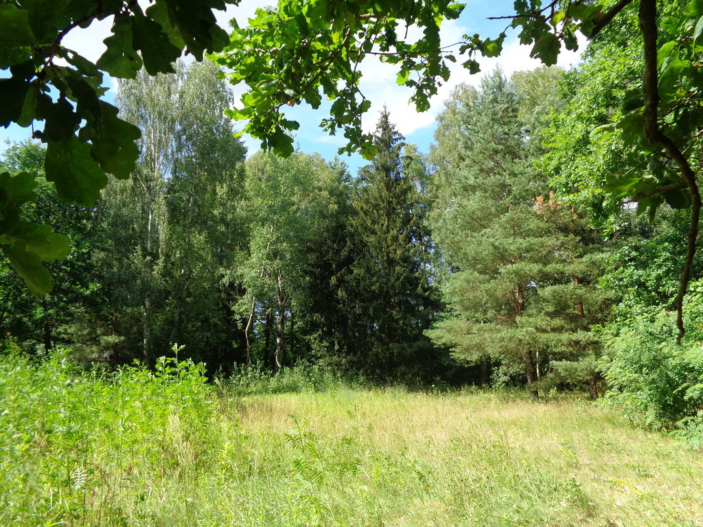 Działka Sprzedaż Wiktorów Rybno