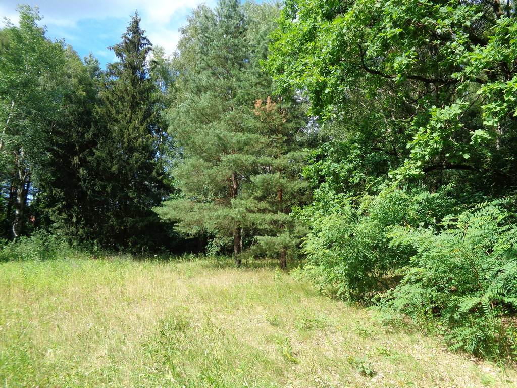 Działka Sprzedaż Wiktorów Rybno